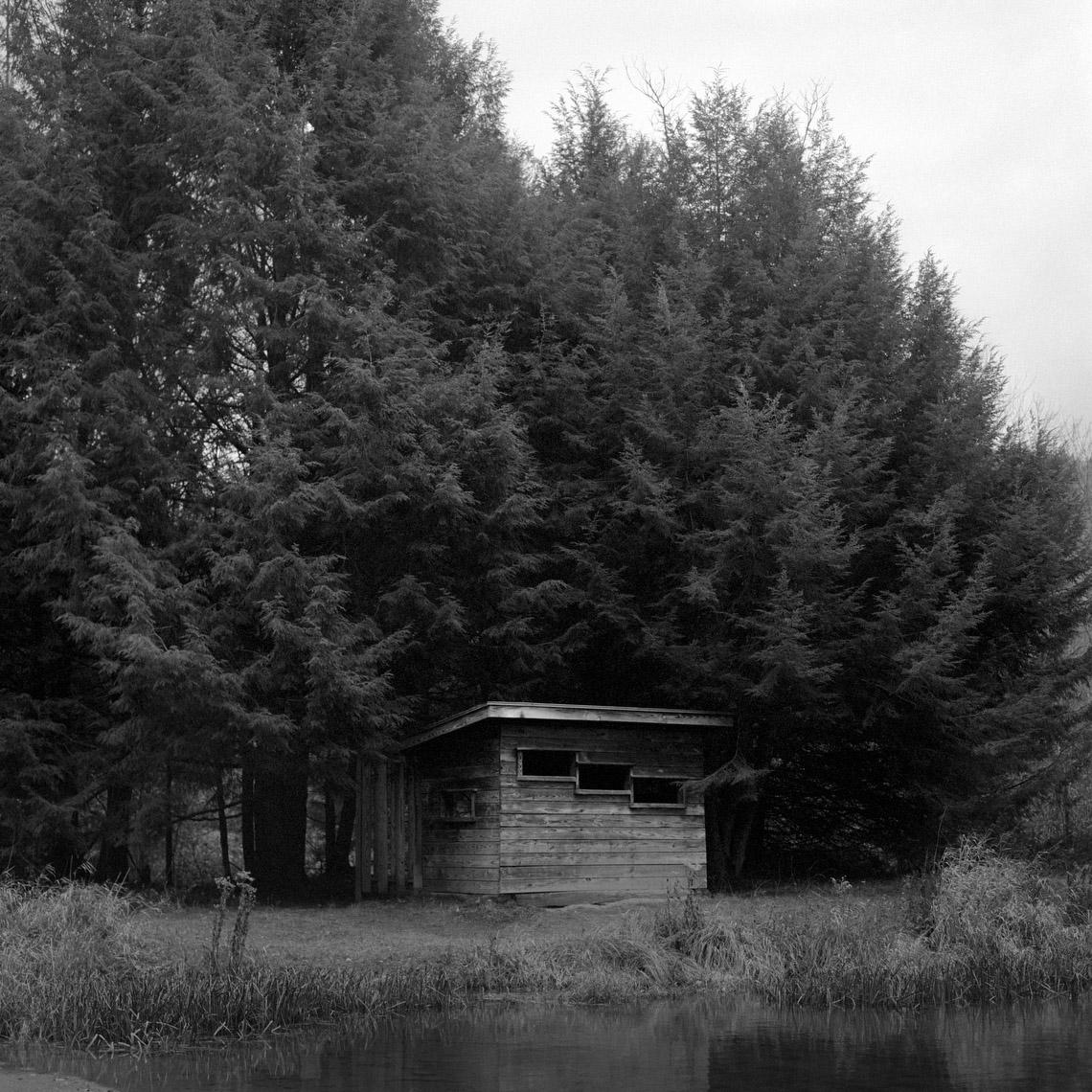 BirdBlinds_website_spinski_03